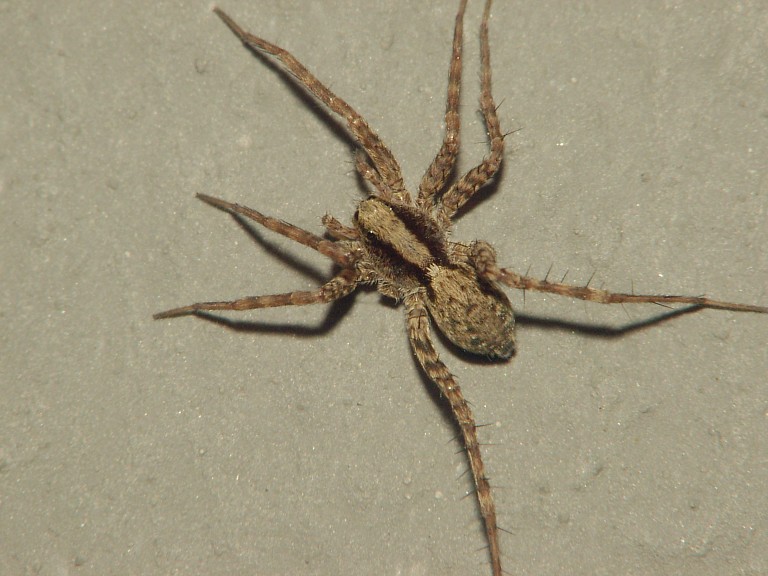 Pardosa lugubris