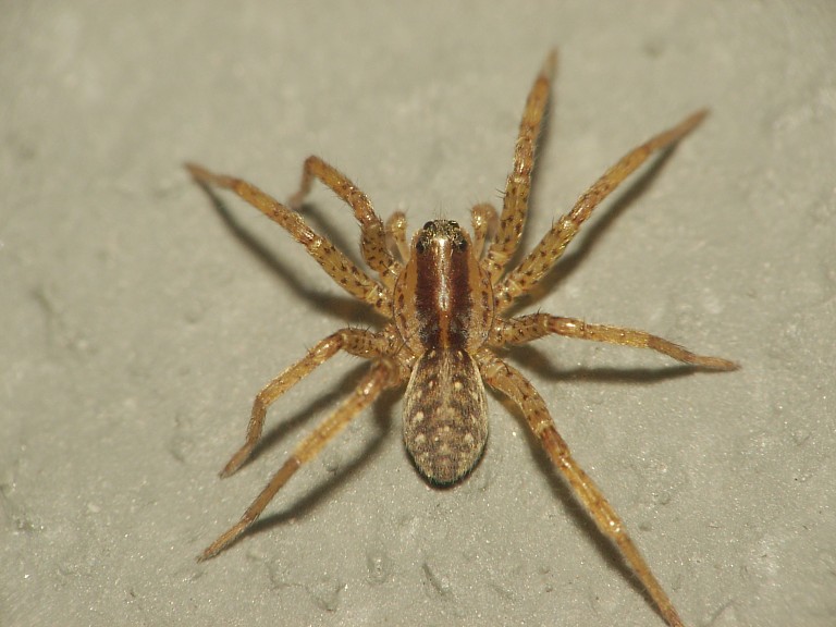 Hygrolycosa rubrofasciata