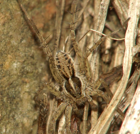 Pardosa agrestis