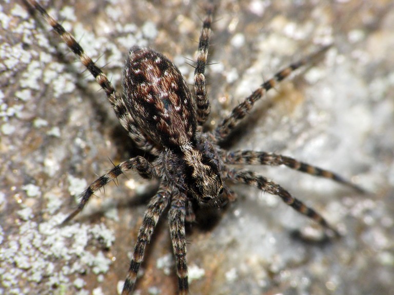 Acantholycosa lignaria