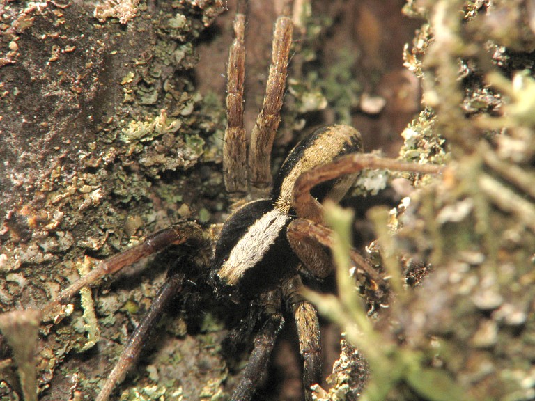 Alopecosa aculeata