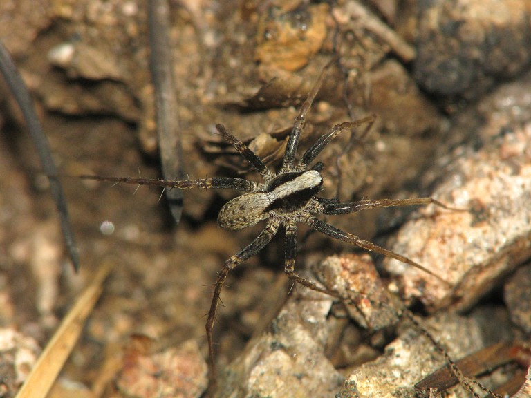 Pardosa lugubris