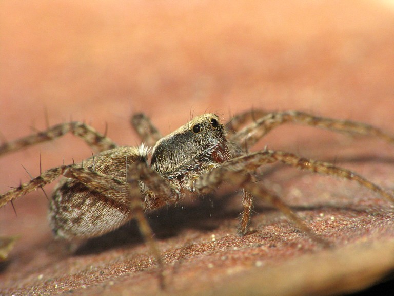 Pardosa amentata