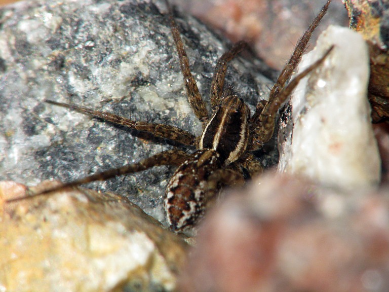 Pardosa monticola