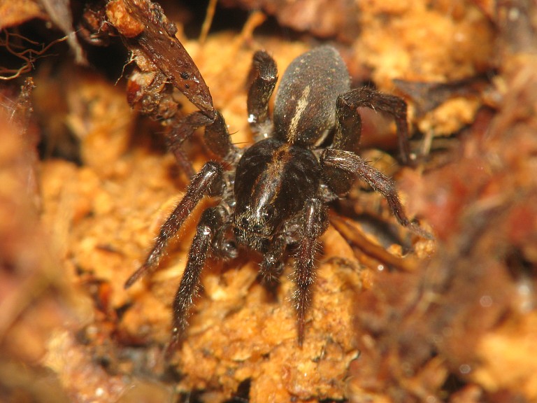 Trochosa spinipalpis