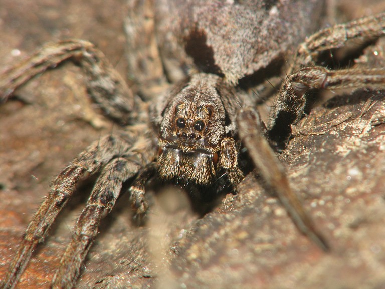 Acantholycosa lignaria