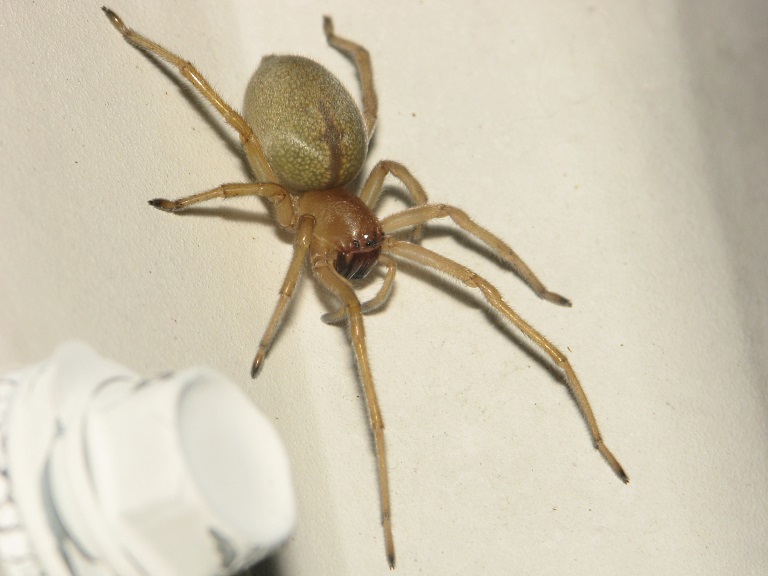 Cheiracanthium virescens