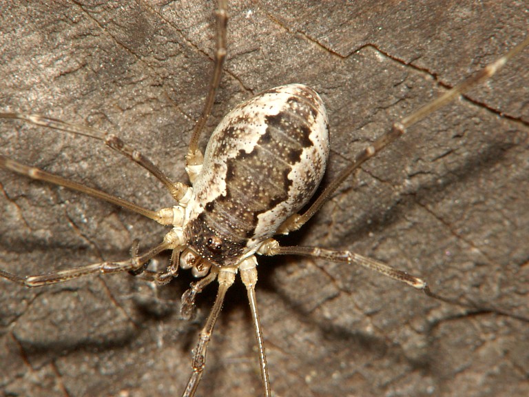 Mitopus morio