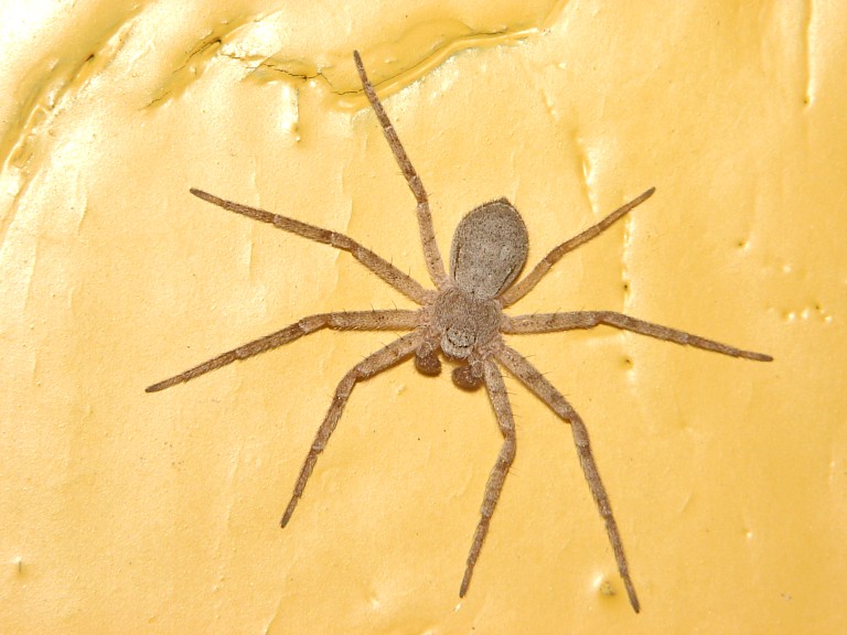 Philodromus fuscomarginatus
