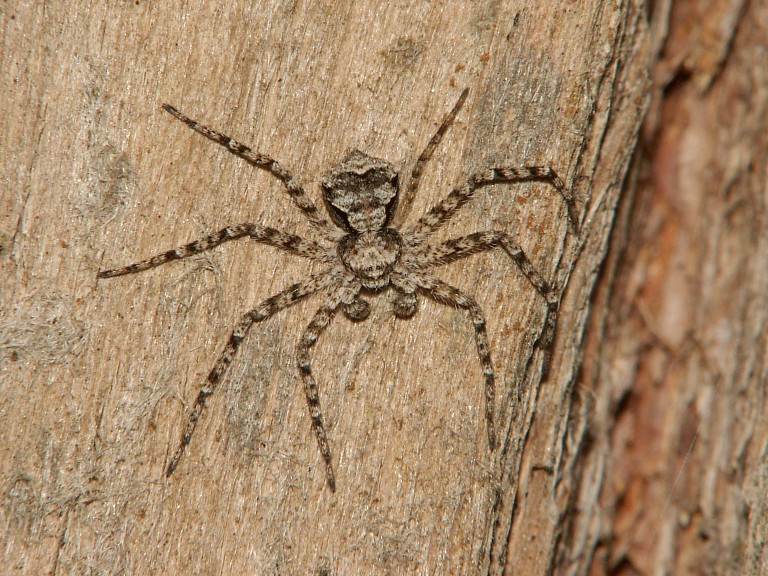 Philodromus margaritatus