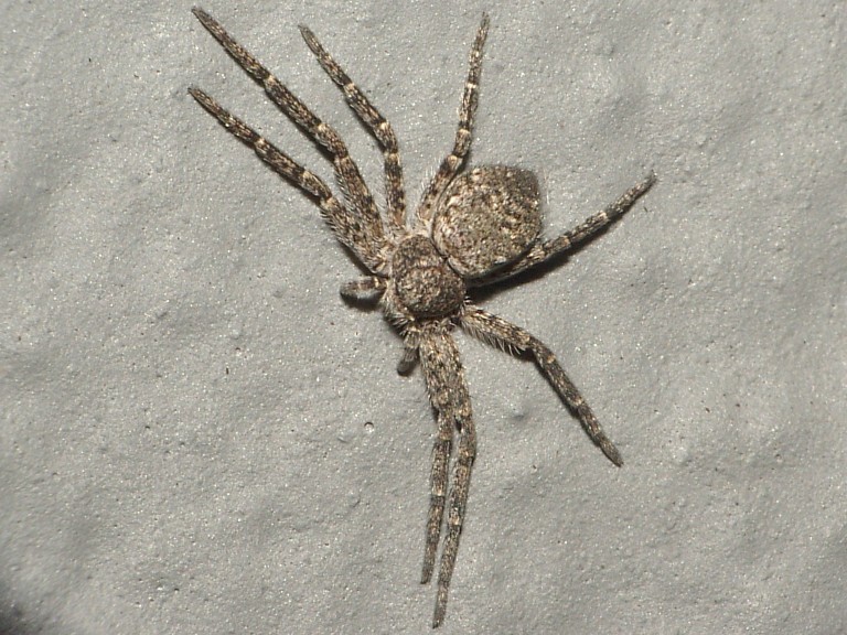 Philodromus sp.