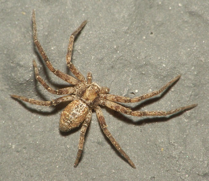 Philodromus sp.