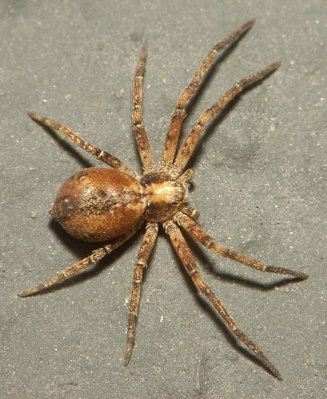 Philodromus collinus