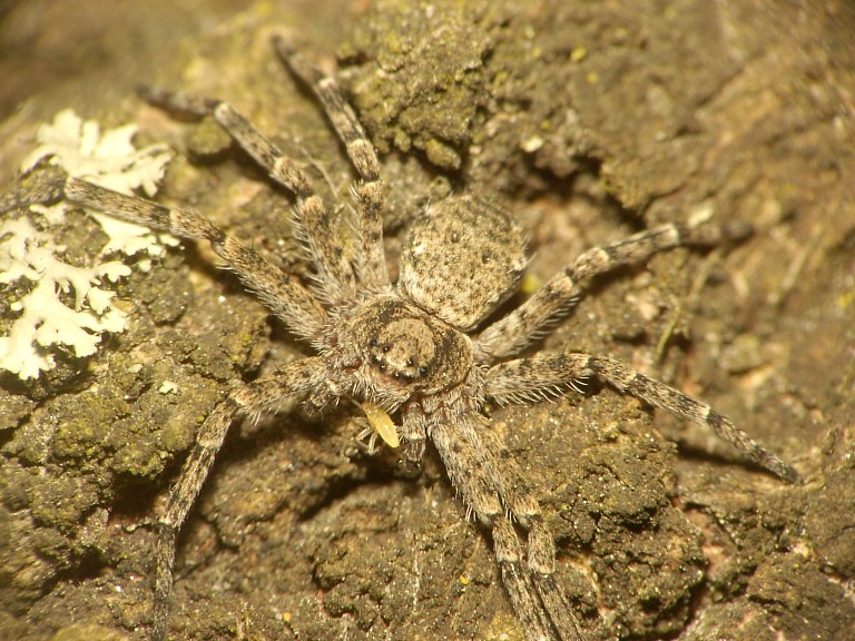 Philodromus fuscomarginatus