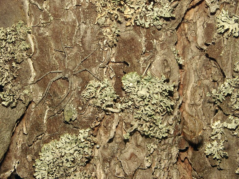 Philodromus fuscomarginatus