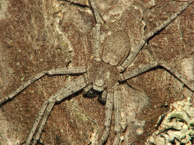 Philodromus fuscomarginatus