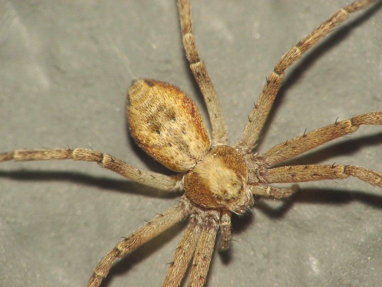 Philodromus sp.