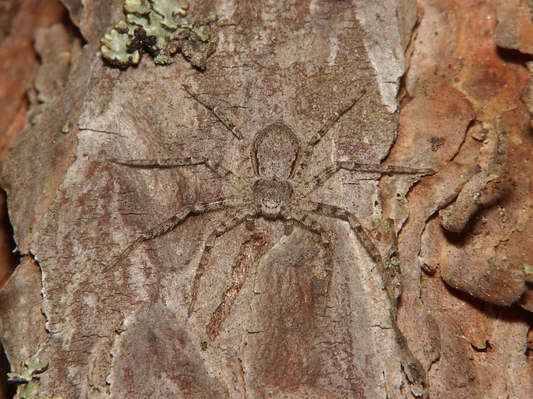 Philodromus fuscomarginatus