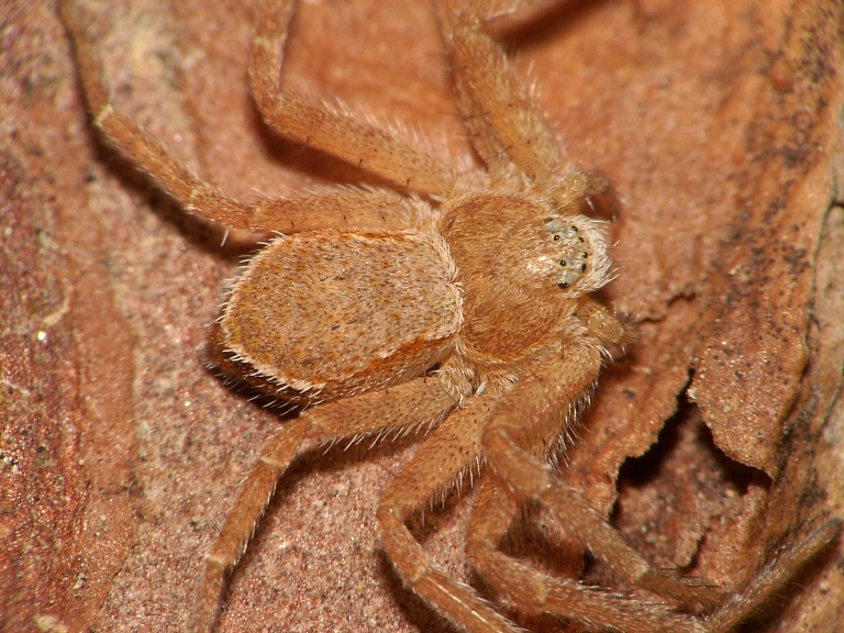 Philodromus fuscomarginatus