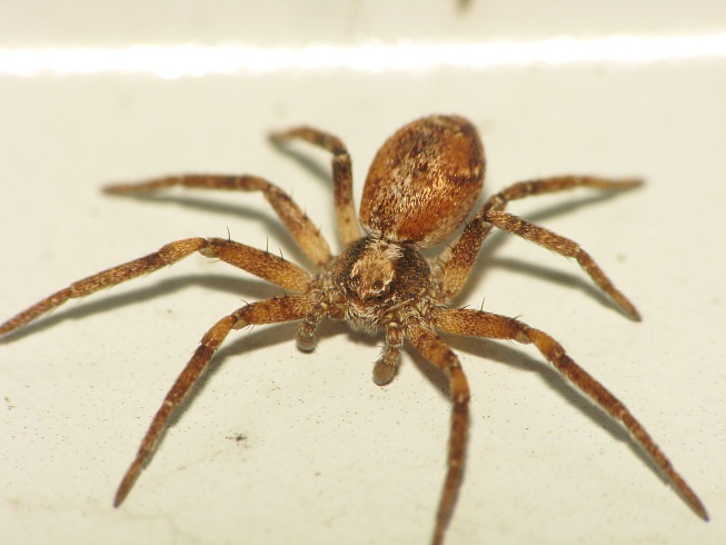 Philodromus collinus