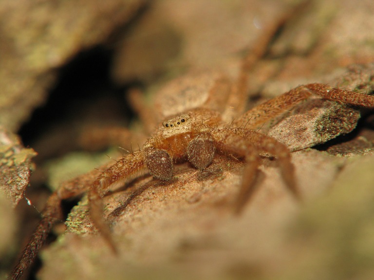 Philodromus fuscomarginatus