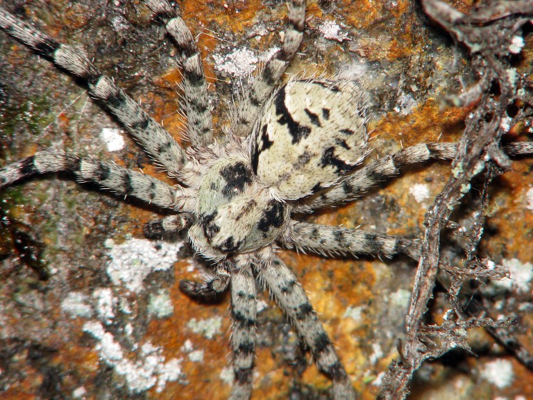 Philodromus margaritatus