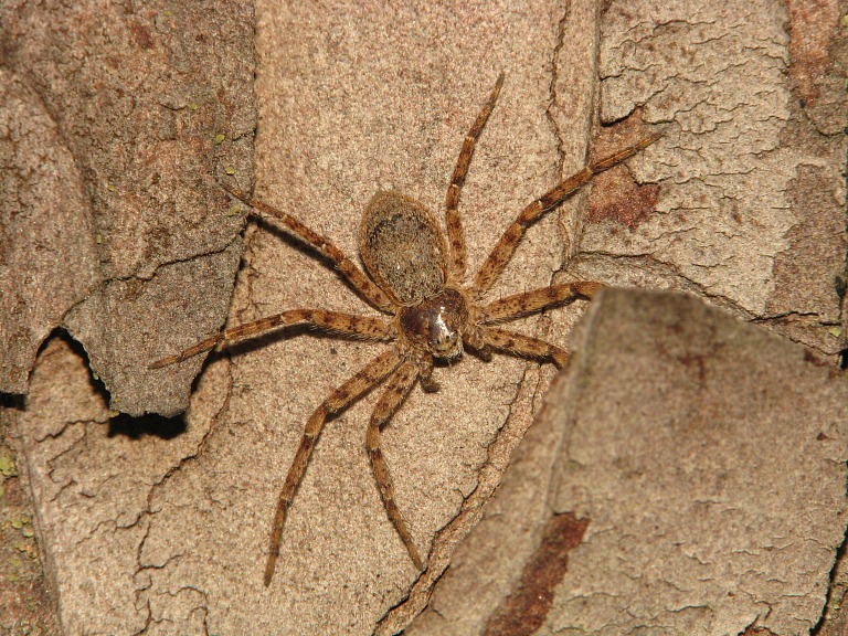 Philodromus fuscomarginatus