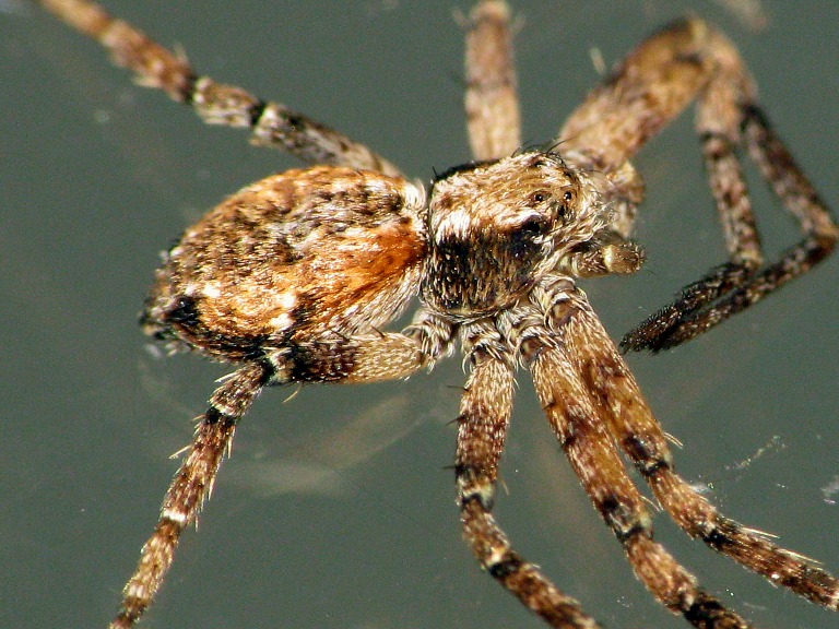 Philodromus cespitum