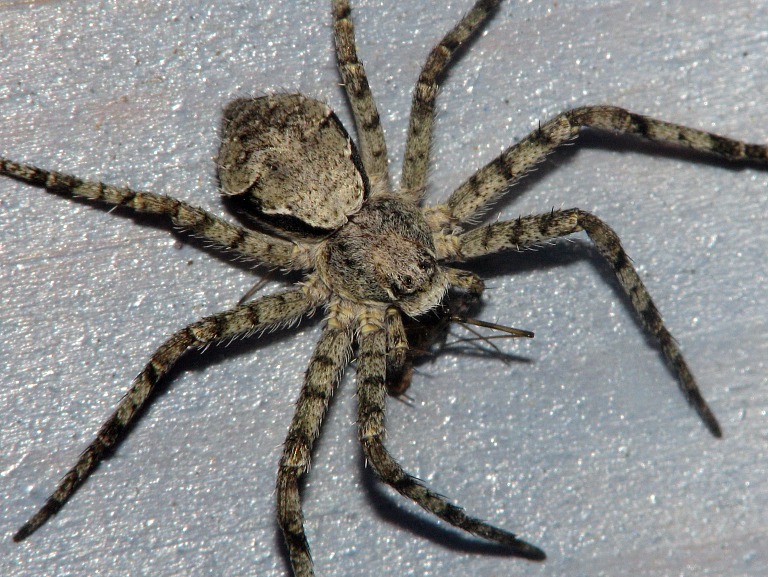 Philodromus margaritatus