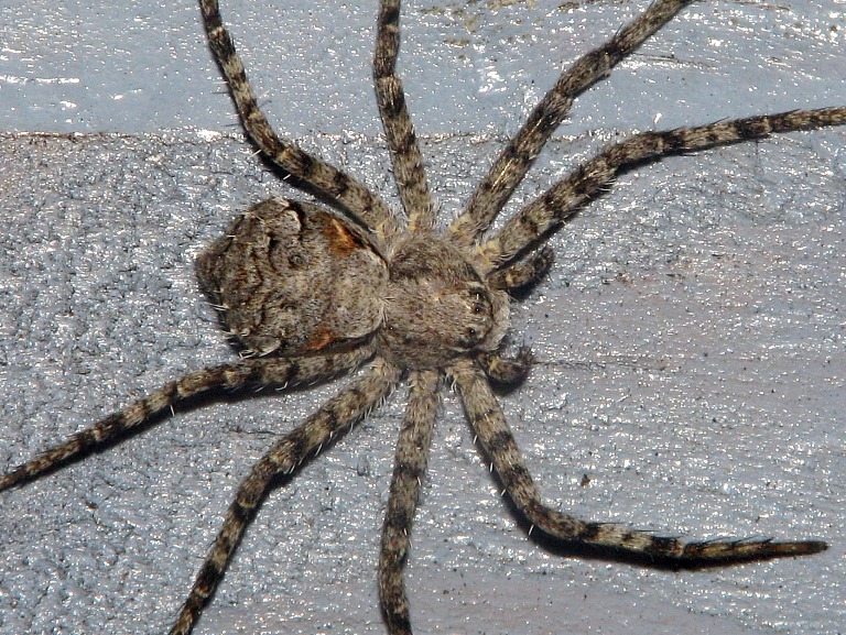 Philodromus margaritatus