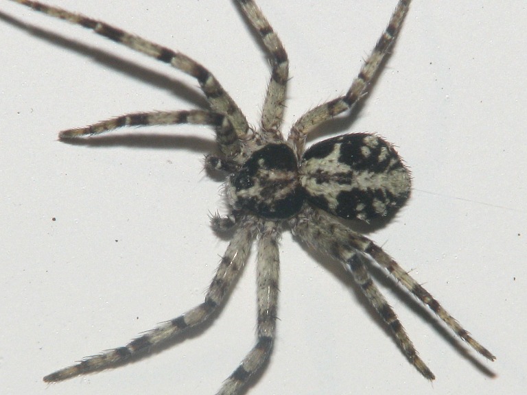 Philodromus margaritatus