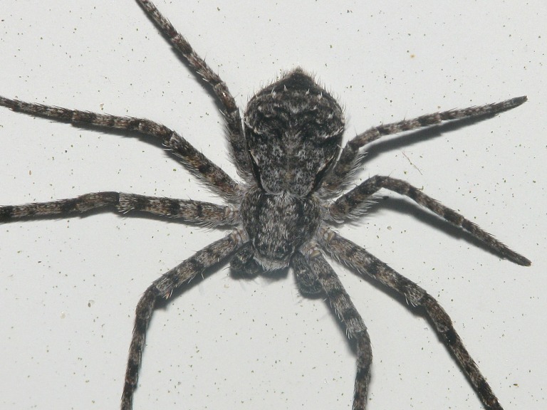 Philodromus margaritatus