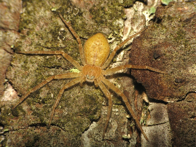 Philodromus fuscomarginatus