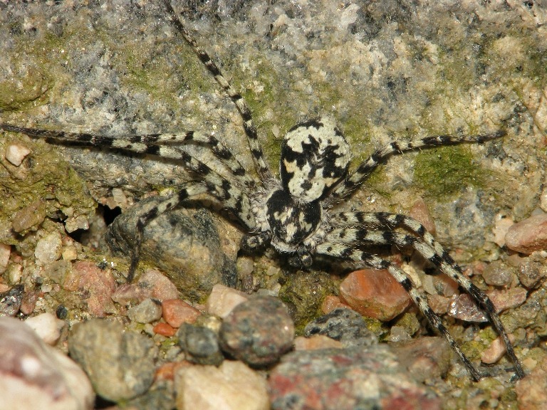 Philodromus margaritatus