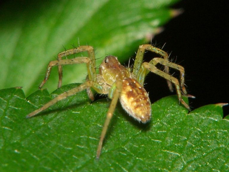 Dolomedes fimbriatus