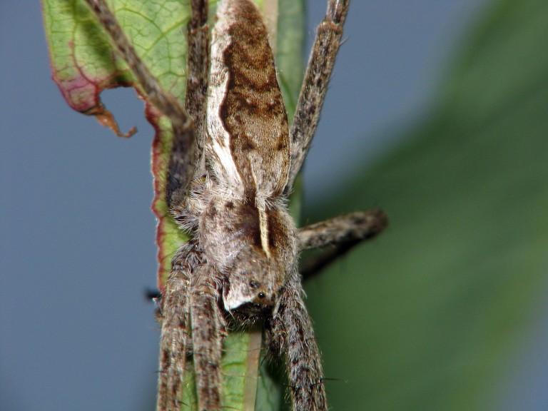 Dolomedes fimbriatus