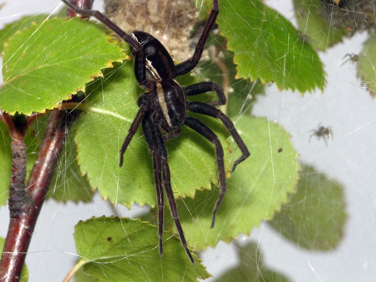 Dolomedes fimbriatus