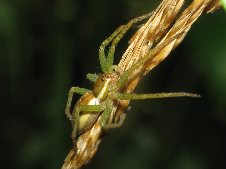 Dolomedes fimbriatus