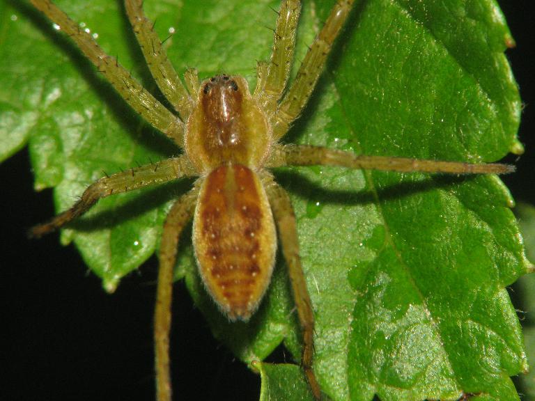 Dolomedes fimbriatus