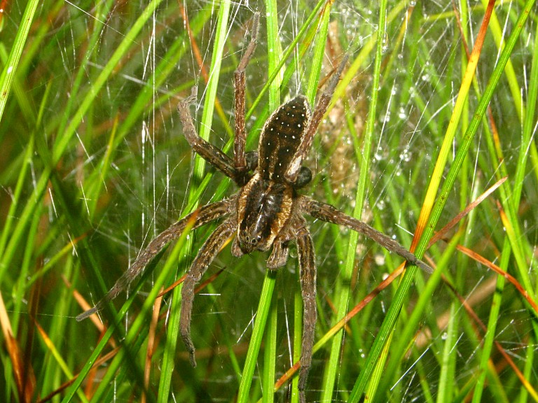 Dolomedes fimbriatus