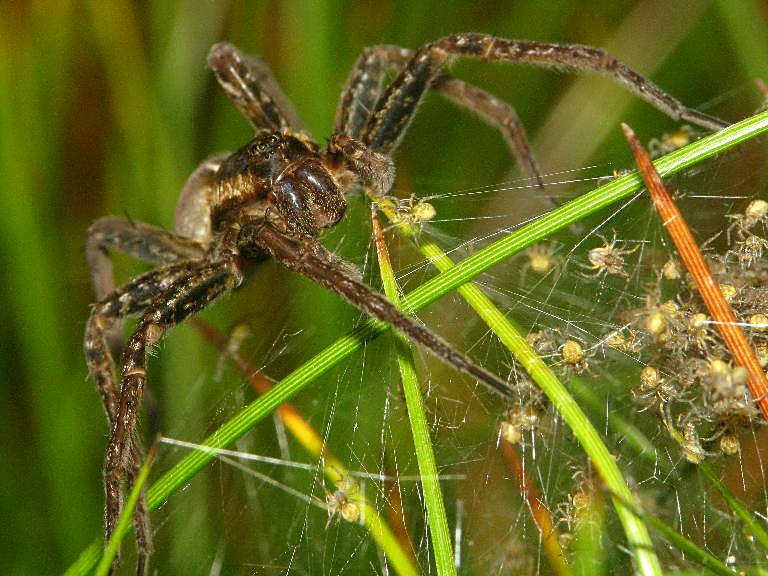 Dolomedes fimbriatus