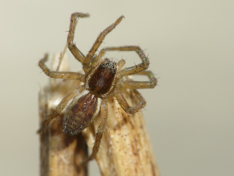 Dolomedes fimbriatus
