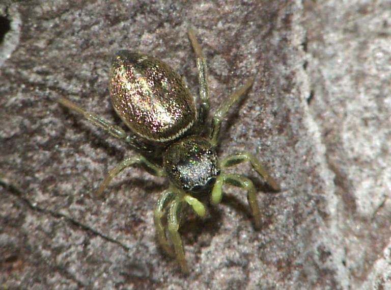 Heliophanus sp.
