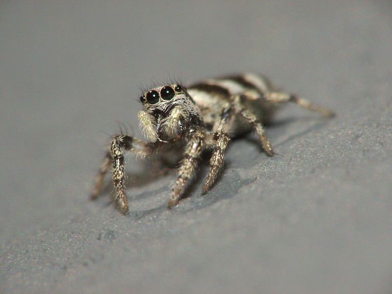 Salticus scenicus
