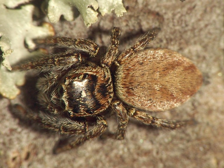 Evarcha falcata