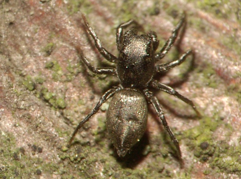 Heliophanus dubius
