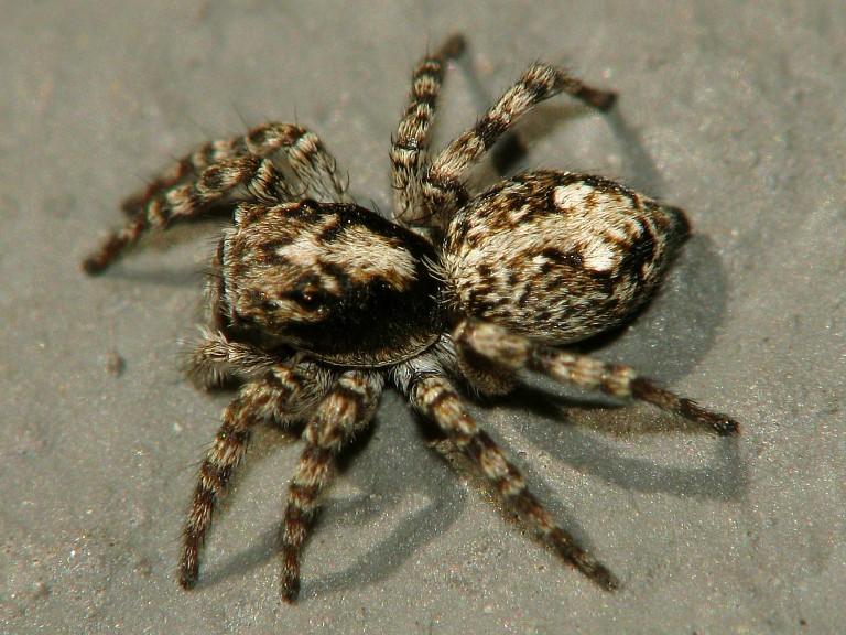 Sitticus terebratus 