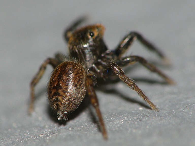 Euophrys frontalis