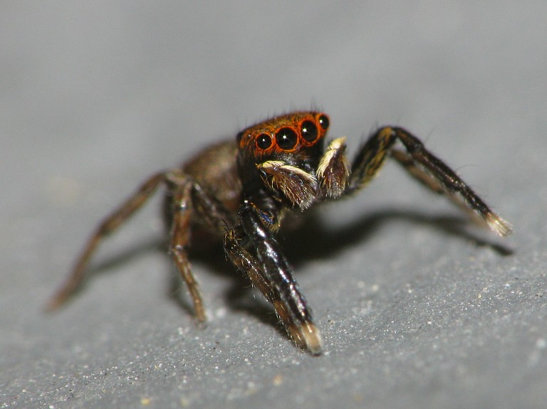 Euophrys frontalis