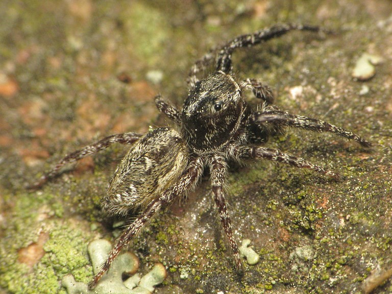 Dendryphantes rudis